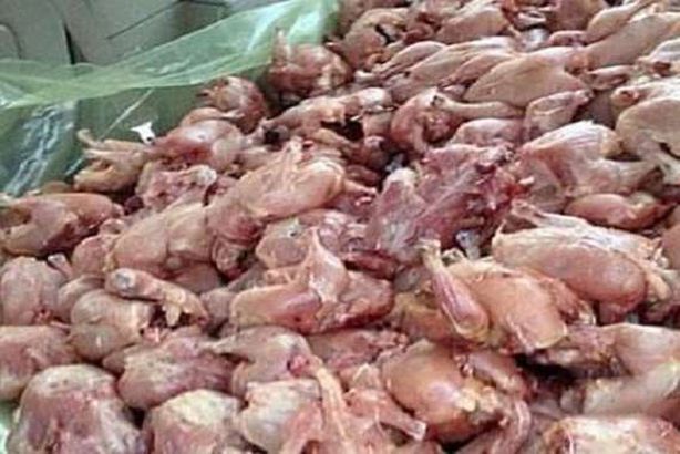 دواجن غير صالحة