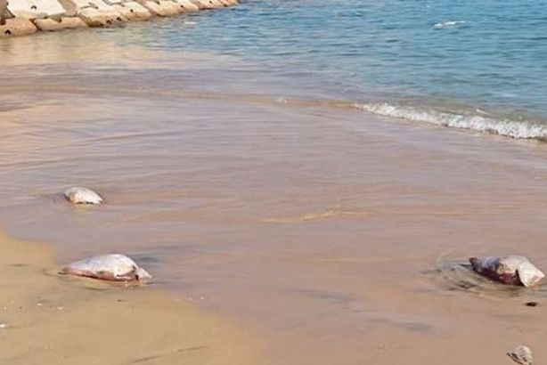 61b7249e4236045d887b6315