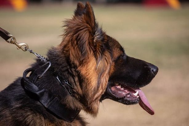 67d9a22f4236044c9660565c