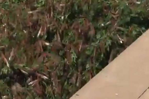 مقطع من الفيديو