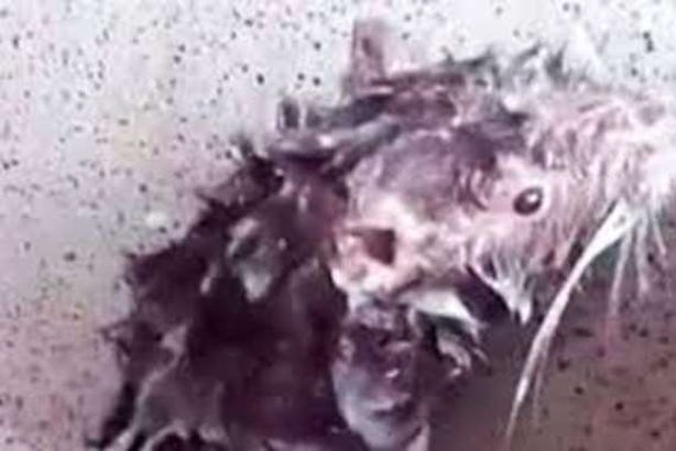 فأر يستحم بالشامبو مثل البشر