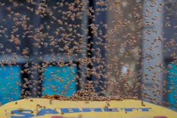 هجوم عنيف علي الشرطة من 40 ألف نحلة