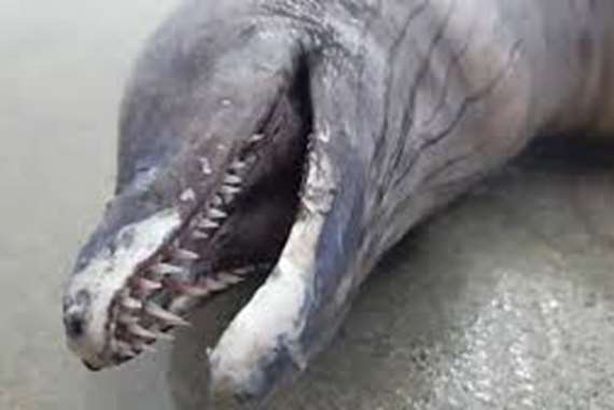 كائن غريب في المكسيك