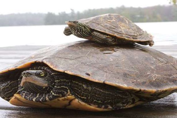 دمي جنسية لتزاوج السلحفاة

