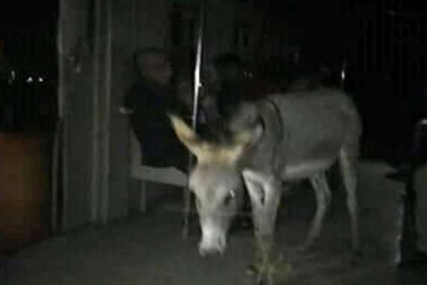 حمار القطار