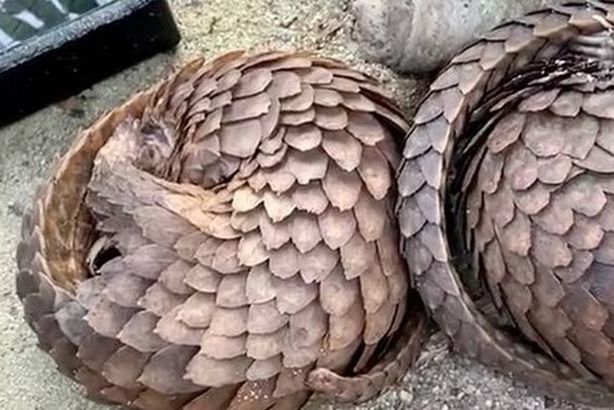 151266669_766321517333139_8623520533126291800_n