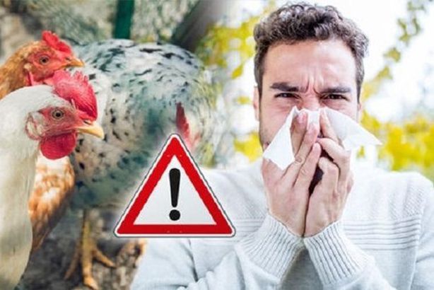 انفلونزا الطيور