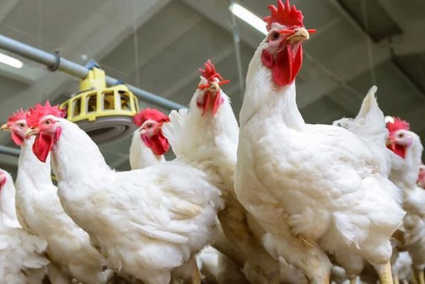 أسعار-الدواجن