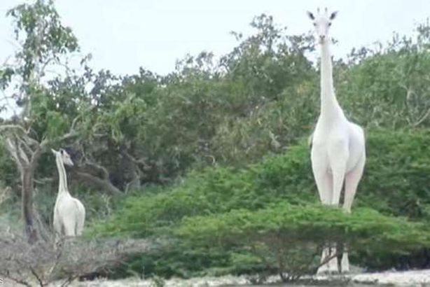 الزرافة البيضاء و صغيرتها قبل قتلهم

