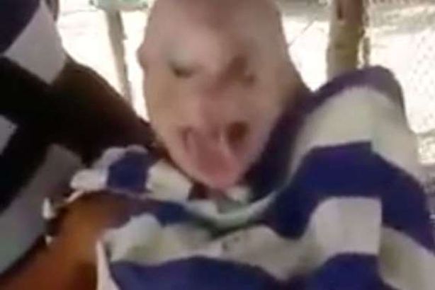 خنزير على هيئة إنسان