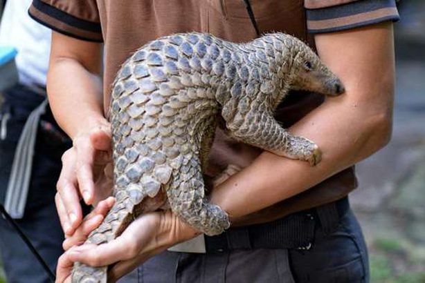 آكل النمل الحرشفي