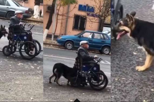 درس في الوفاء لـ«كلب» مع صاحبه «المقعد»