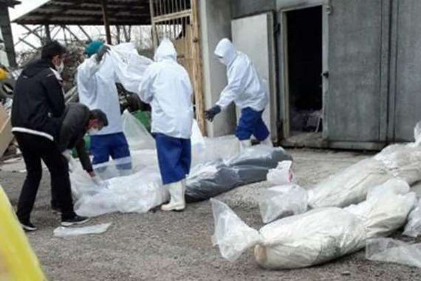 جثث إيرانية