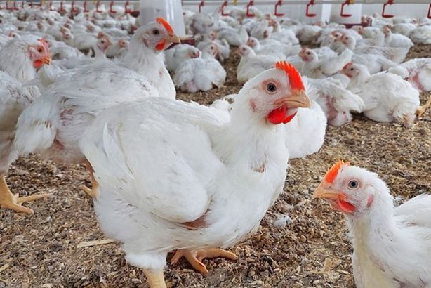 تربية-الدواجن