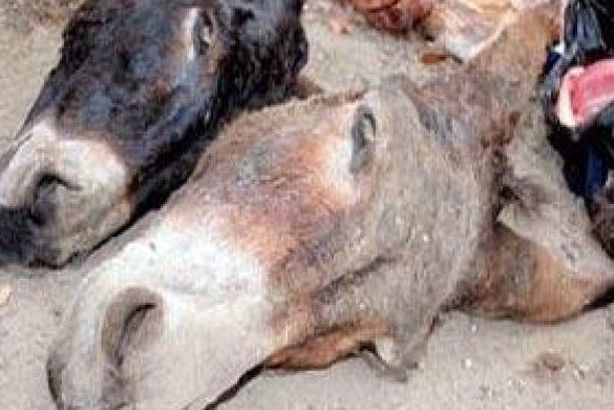 دراسة: 4.3 مليون مصري تناولوا لحوم حمير