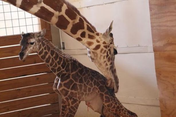 الزرافة ابريل