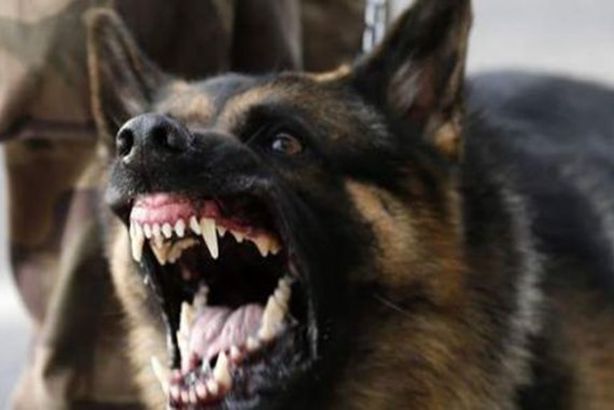 كلب يعقر 7 سيدات بطنطا