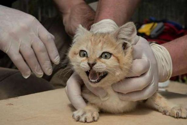 الحيوانات الأليفة وكورونا