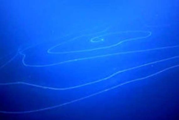 كائن عملاق في أعماق البحار