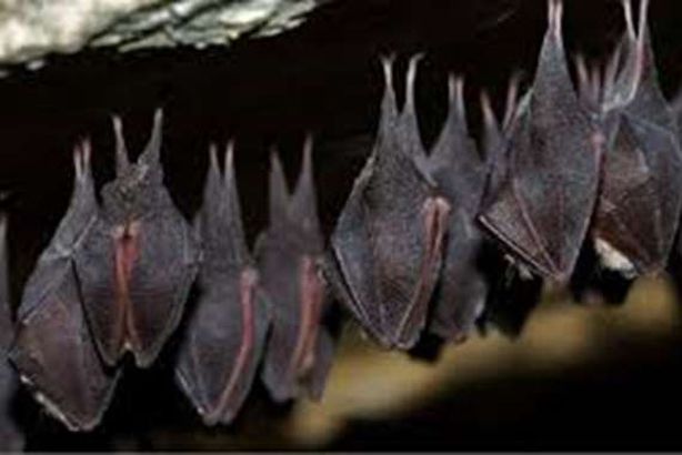 الخفافيش تحاصر قرية بالقليوبية.. والأهالي يقتلون العشرات