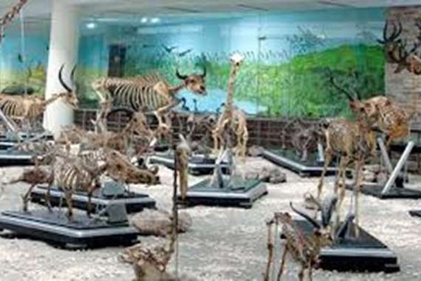 المتحف الحيواني