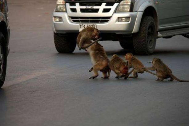 القرود الهائجة