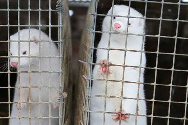 حيوان المنك 
