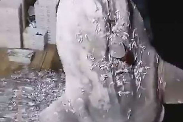 اصطياد أغرب سمكة في العالم