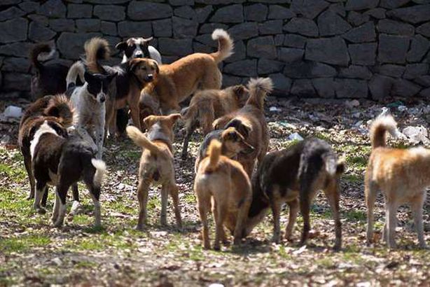 كلب ضال يحمل رأس طفل بين فكيه 
