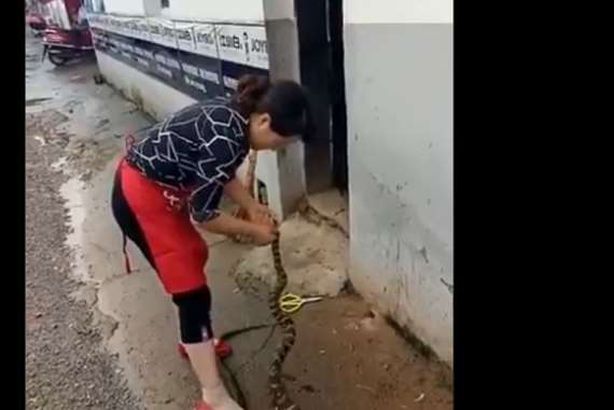 مروع .. صينية تسلخ ثعبانا حيا