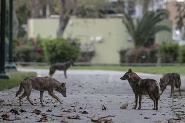 الثعالب في تل أبيب