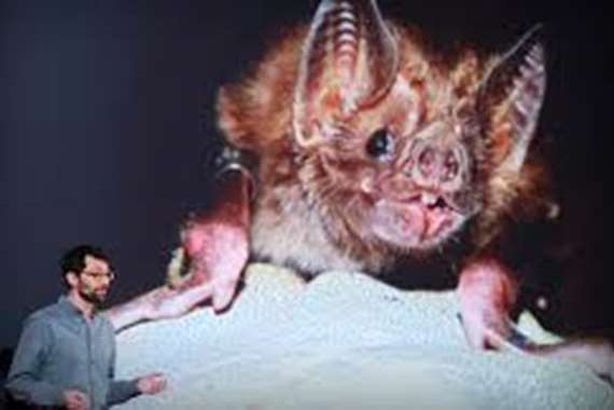 مرعب.. هذا ما حدث بين خفاش وعالم صيني قبل ظهور كورونا