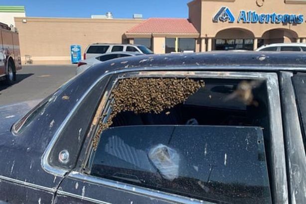 سرب نحل يغزو سيارة