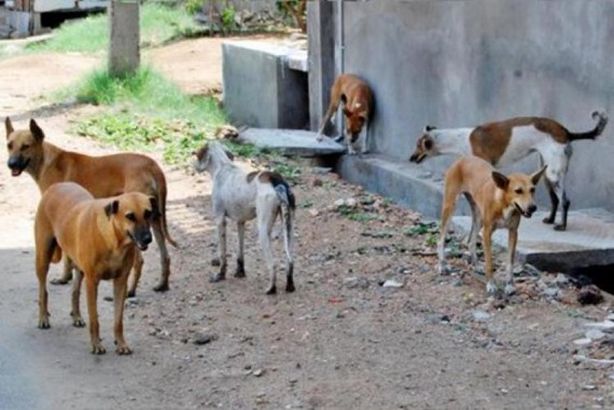 الحكومة تُلاحق الكلاب في رمضان