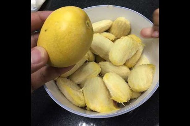 بذرة المانجو