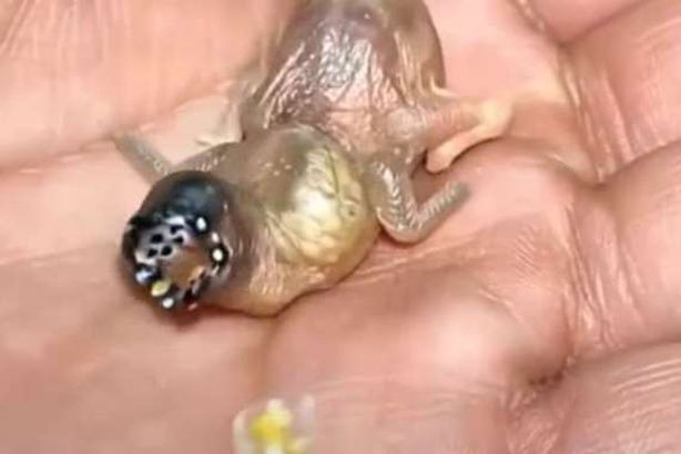 صورة المخلوق الغريب