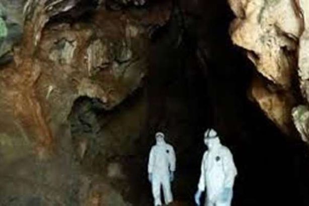 الخفافيش تحمل 500 فيروس تاجي جديد