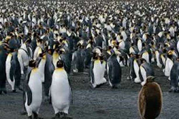 دراسة تكشف مفاجأة عن " براز البطريق"