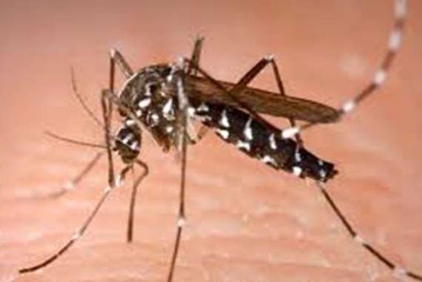 "بعوضة النمر" 
