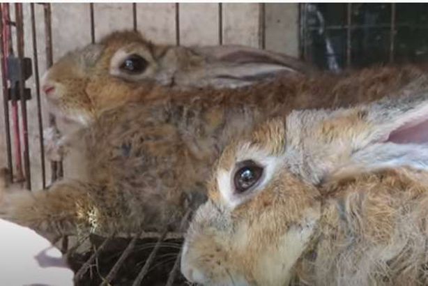 أسواق الخفافيش والكلاب بدول آسيوية