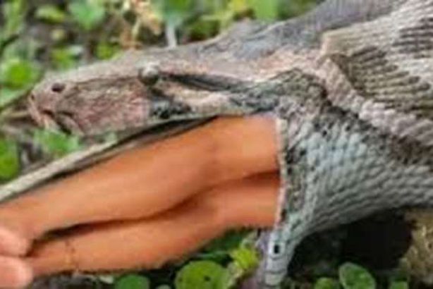 تفوق الخيال.. استخراج فتاة من بطن تمساح