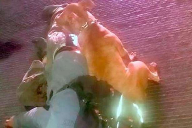 كلب مخلص يحرس جثة صاحبه بعد قتله 
