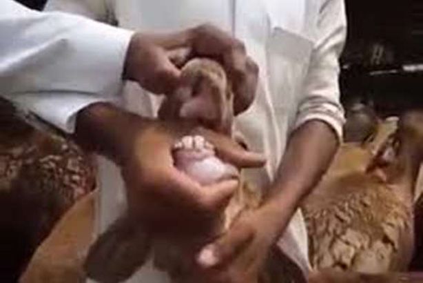 كوبرا تسلل إلى مخبز.. ماذا حدث