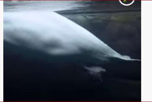 صورة من الفيديو