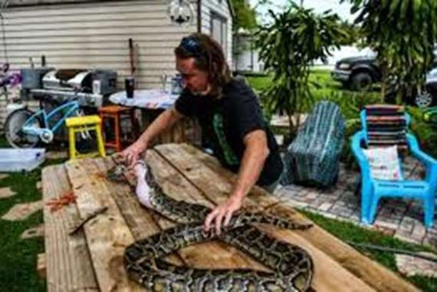 كمامات من جلود الثعابين