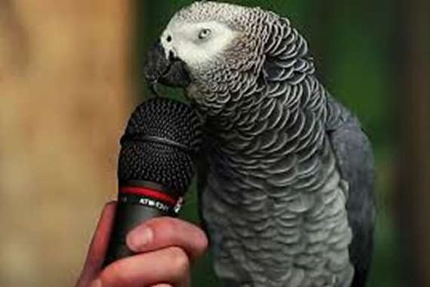 ليست نكتة..  ببغاء يدلي بشهادته في قضية اغتصاب جماعي