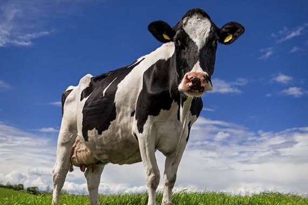 مصرع مسن وإصابة زوجته بجروح خطيرة بعد أن دهستهما الأبقار