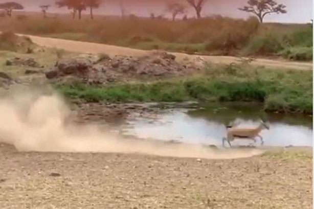 حيلة تفوق الخيال.. غزالة تخدع أسدا