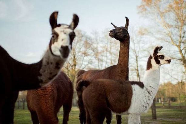 حيوان «اللاما»