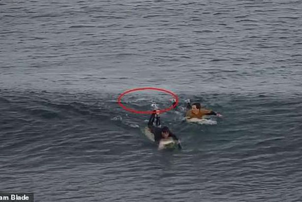 سمكة قرش تهاجم راكب أمواج